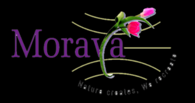 Moraya GlobaL Private Limited